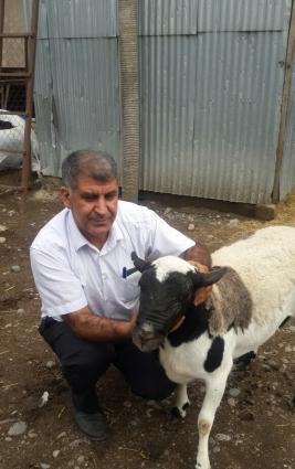 Dorper Qoyunları. 1 yaşında 160 kq olur. ekiz balalıyırlar. ildə iki