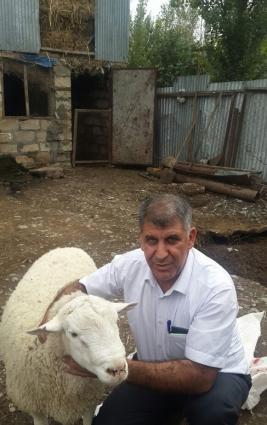 Dorper Qoyunları. 1 yaşında 160 kq olur. ekiz balalıyırlar. ildə iki