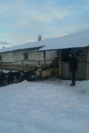 150 ye yaxin bogaz keci eyseriyyeti ekiz bala verir 3-4 de doganlar ol