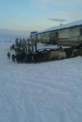 115 eded yerli keci satiram.heyvanlar kok ve baximli veziyyetdedir.