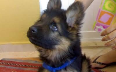 Şəkildə gördüyünüz nemkalar sifariş üçündür. 1-3 aylıq. Radaslovonnu ç