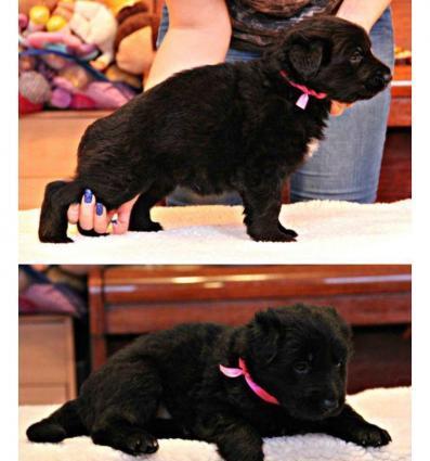 Şəkildə gördüyünüz nemkalar sifariş üçündür. 1-3 aylıq. Radaslovonnu ç