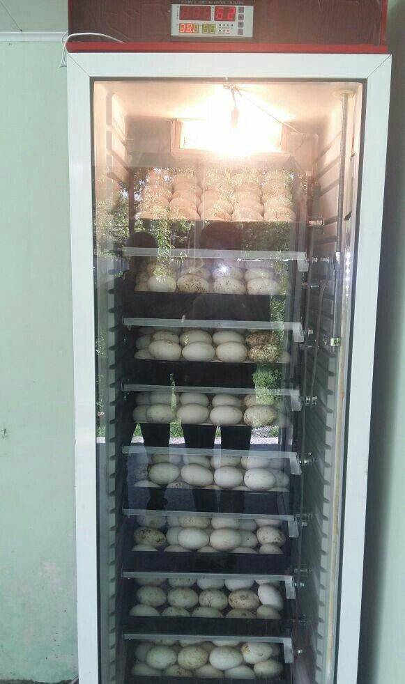 Her ölçüde İnkubator sifarisi qebul olunur. İnkubatorlar vitrin xalade