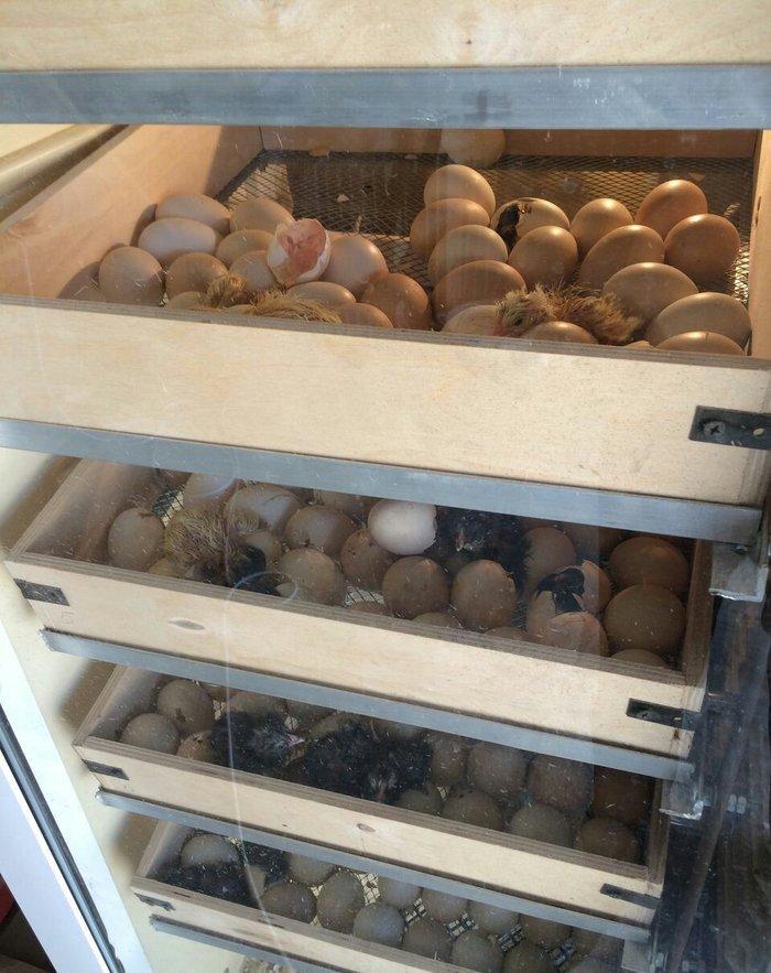 1000 yumurta tutumlu tam avtomatik inkubator. elave yumurta sayina zak