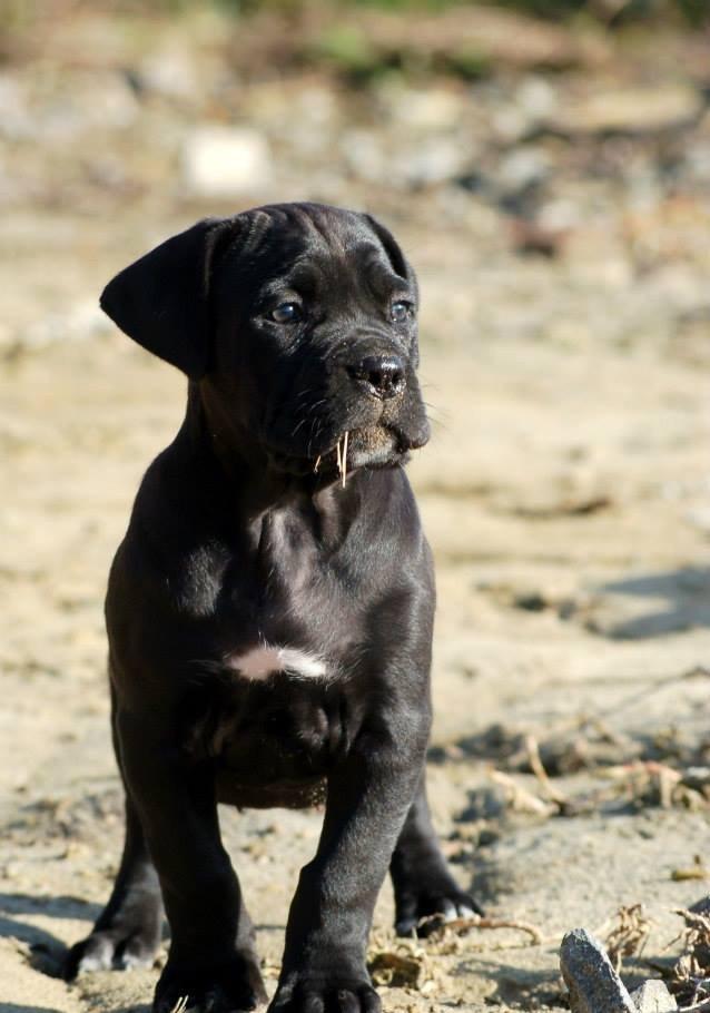 Орижинал италиян масивлари кане коросо сенетли пасапортлу алычынын ады