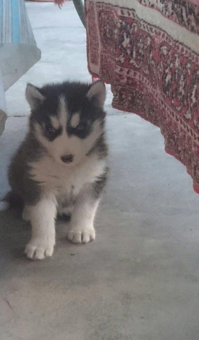 Salam xaski balaları satlır erkek dişi var 1 ay 11 günlük balalardır ş