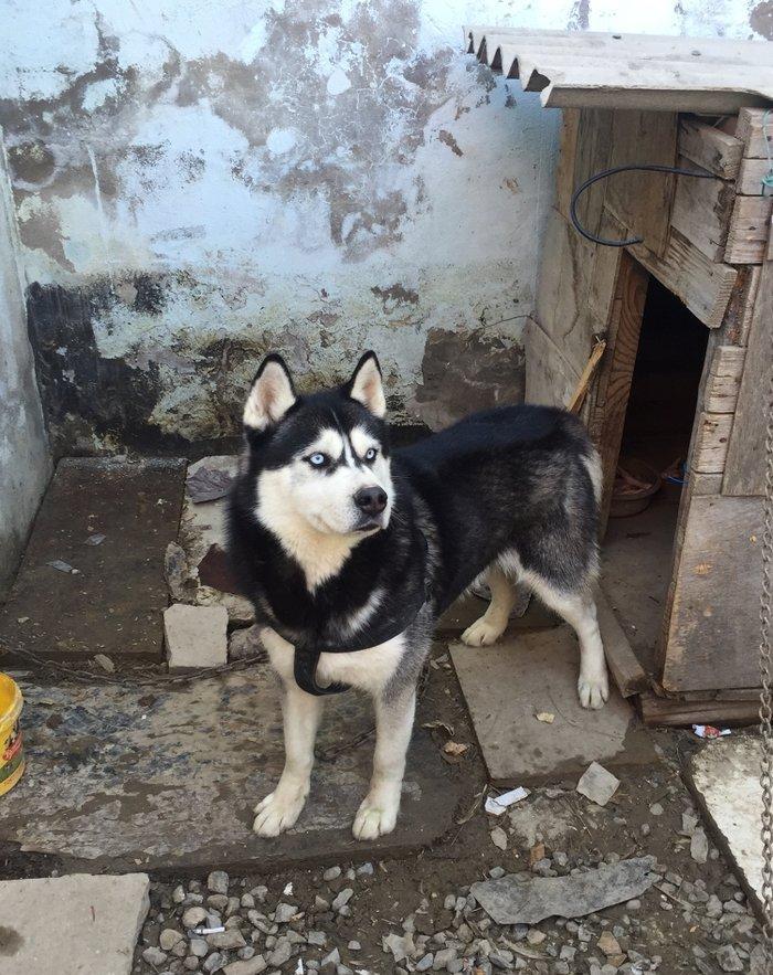 Salam xaski balaları satlır erkek dişi var 1 ay 11 günlük balalardır ş