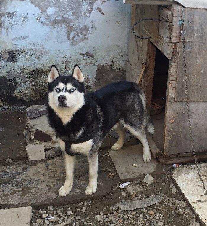 Salam xaski balaları satlır erkek dişi var 1 ay 11 günlük balalardır ş