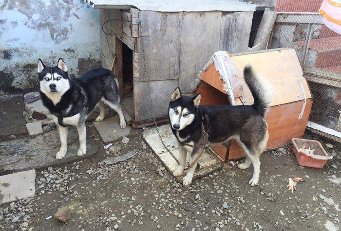 Salam xaski balaları satlır erkek dişi var 1 ay 11 günlük balalardır ş