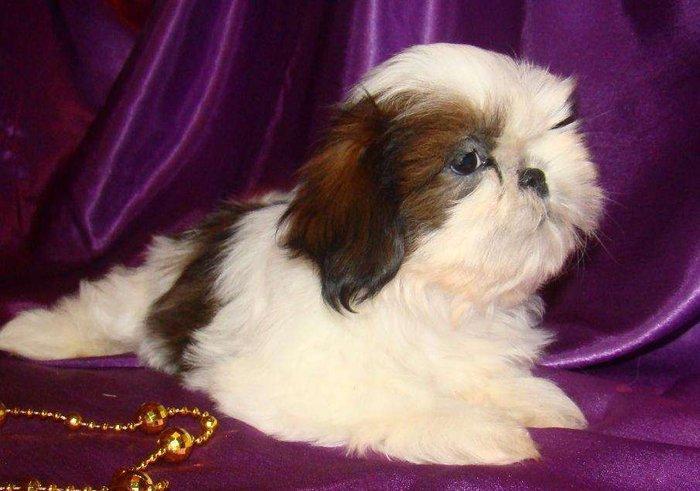 Продаются шикарные малютки Ши-тцу. Детки очень яркие, с короткой