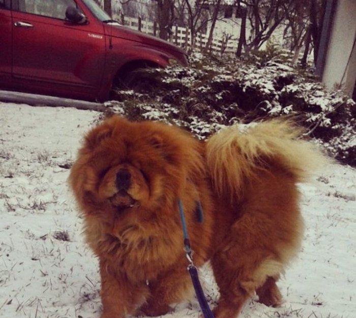 Шикарные щенки чау чау с документами Девочки и мальчики Очень