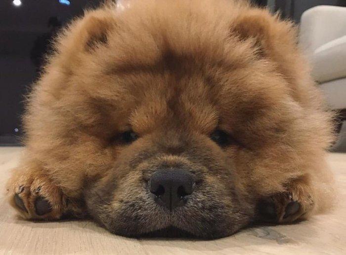 Шикарные щенки чау чау с документами Девочки и мальчики Очень