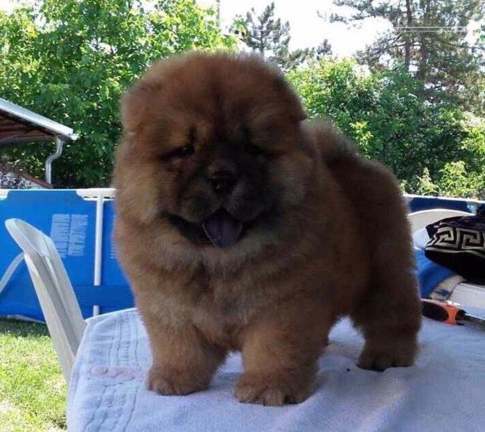 Шикарные щенки чау чау с документами Девочки и мальчики Очень