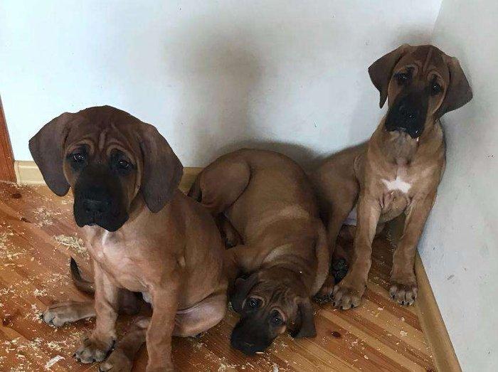 Если Вы ищете настоящего друга и защитника в одном лице, тогда эта