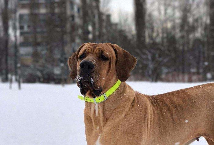 Если Вы ищете настоящего друга и защитника в одном лице, тогда эта
