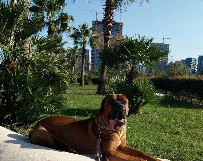 Если Вы ищете настоящего друга и защитника в одном лице, тогда эта