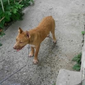 salam pitbul satlir disidi 5 ayligdi