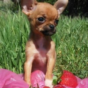 собачки карликовых пород