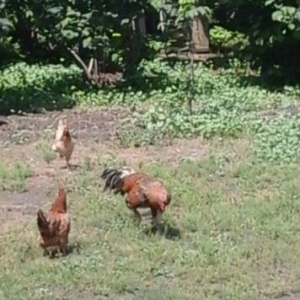 heyrati xoruzu satiram