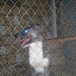 Çoban iti satılır