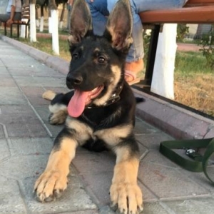 East european shepherd