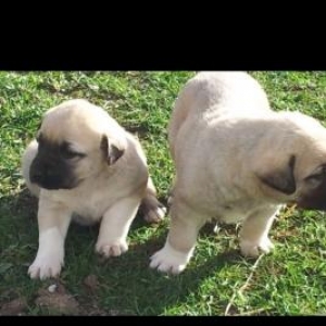 Kangal kopeyı yavruları satılır;