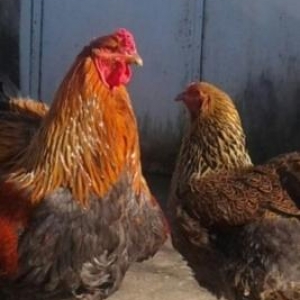 Rusiya ukrayinadan gelme brama