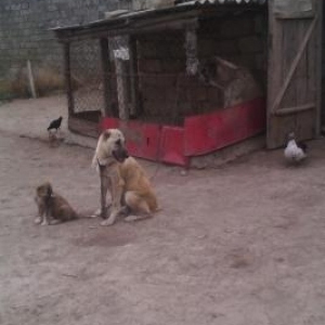 kucik satllr coban itidi 29 gunliydi erkeydi