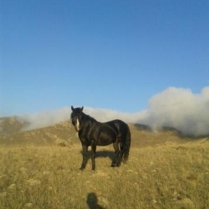 heyreti xoruz satilir