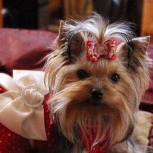 Bala mini york. Şəkildəki sarı bantikli bala mini yorkun sifarişi mümk