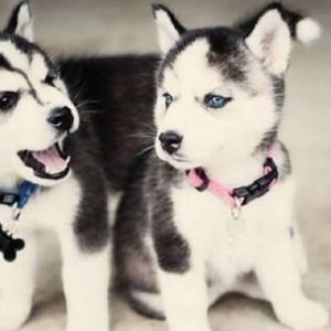 Sifarişlə Xaski balaları   başlayan q. 7-10 gün ərzində Ukraynad