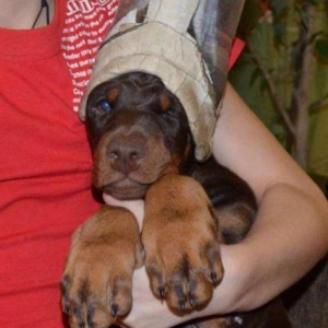 Sifarişlə Doberman balası...600$-dan başlayan qiymətlərlə. 5-7 gün ərz