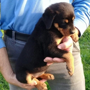 1 ayligdir. Oynag kucukdur. Ata va anasinin cut wakillari var.