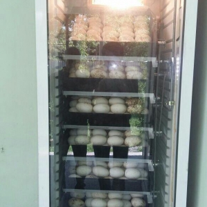 Her ölçüde İnkubator sifarisi qebul olunur. İnkubatorlar vitrin xalade