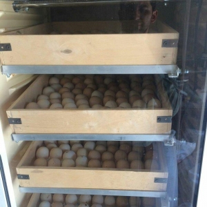 1000 yumurta tutumlu tam avtomatik inkubator. elave yumurta sayina zak