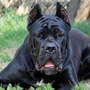 Орижинал италиян масивлари кане коросо сенетли пасапортлу алычынын ады