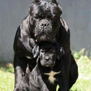 Орижинал италиян масивлари кане коросо сенетли пасапортлу алычынын ады