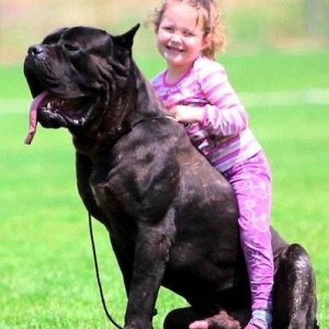 Орижинал италиян масивлари кане коросо сенетли пасапортлу алычынын ады