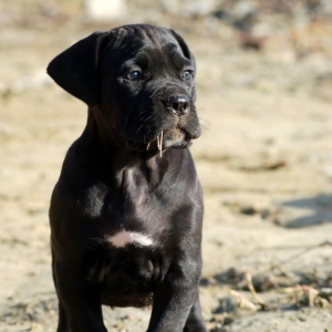 Орижинал италиян масивлари кане коросо сенетли пасапортлу алычынын ады