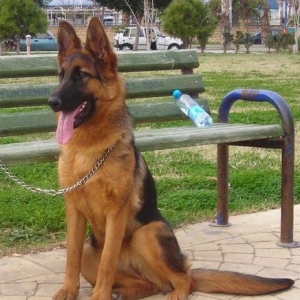 Qiymetin ucuz olmaqi sahibi olke xaricine kocur 700-800manat minum qiy