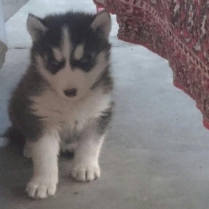 Salam xaski balaları satlır erkek dişi var 1 ay 11 günlük balalardır ş