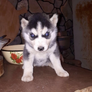 Salam xaski balaları satlır erkek dişi var 1 ay 11 günlük balalardır ş