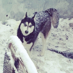 Salam xaski balaları satlır erkek dişi var 1 ay 11 günlük balalardır ş