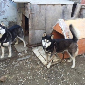 Salam xaski balaları satlır erkek dişi var 1 ay 11 günlük balalardır ş