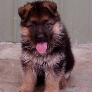 Şəkildə gördüyünüz nemkalar sifariş üçündür. 1-3 aylıq. Radaslovonnu ,