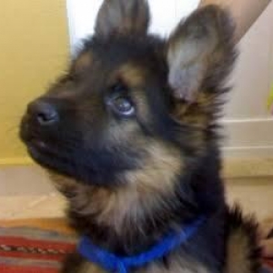 Şəkildə gördüyünüz nemkalar sifariş üçündür. 1-3 aylıq. Radaslovonnu ,