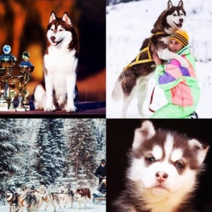 Sifarişlə Xaski balaları. 1-3 aylıq. Minimum dan başlayır. Şəkild