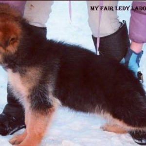 Şəkildəki itlər sifariş üçündür. 1-3 aylıqdı. Minimum dan başlayı