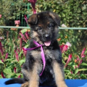 Şəkildəki itlər sifariş üçündür. 1-3 aylıqdı. Minimum dan başlayı