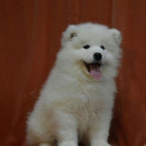 Продаются щенки самоеда мальчики и девочки документы КСУ отец юный